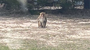 Escaped pet monkey shot after it ripped off woman's ear