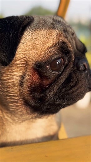 Niche utar tu😂#labrador #tunny #comedy#funnyanimal #pug #pets #shorts #shortsfeed #youtubeshorts