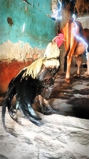 Fighter Rooster Village Aseel Murga 🐓 #blackfighter #aseelmurga #youtubeshorts #youtubereels