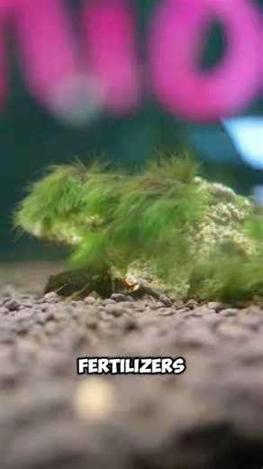 This is how you can get rid of Black Beard Algae or BBA from your aquarium 😈 https://www.natureaquariums.com.au/products/nature-pets-carbo-max-liquid-carbon-supplement?_pos=1&_sid=00f41fefb&_ss=r #bba #blackbeardalgae #aquariumhobby #aquascaping #algae | Nature Pets & Aquariums