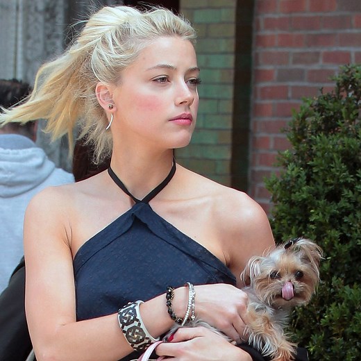 Amber Heard Under Investigation for Perjury in 2015 Dog Smuggling Case