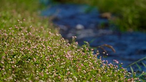 Flowers, River, Stream. Free Stock Video