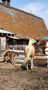 956K views · 7.7K reactions | Poor Atis doesn’t understand what they are doing ♥️ (Noni was on her foal heat) #meriklewaters #mare #painthorse #babyhorse | Merikle Waters Paints & Quarters | Facebook