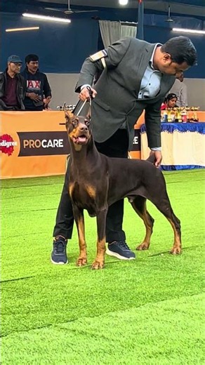Top Doberman In Calcutta Kennel Club Dog Show #doberman #calcuttadogshow #kcidogshow #viralvideo