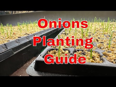 Our Step-by-Step indoor onion planting Guide. #onion seed starting