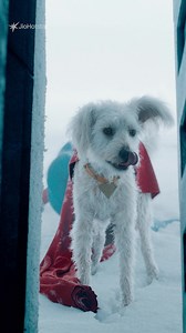 Superman, streaming December 11 on JioHotstar | JioHotstar