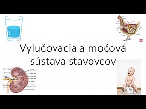 Biológia 7. ročník _ Vylučovacia a močová sústava stavovcov (celé video nájdete na HEROHERO)