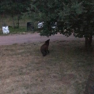 Yes folks here at Black Bear Forge we employee real bears. This one is participating in the evening calisthenics. Truth is it has discovered the apple tree. There’ll be no apples for us this year. #beulahcolorado #coloradowildlife #coloradobears #blackbearforge #bearsofinstagram | Black Bear Forge