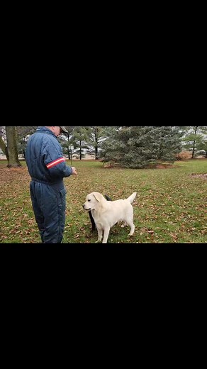 Training stance with 1 year old Bruno and 4 month old Bossa. Thank Jordan for the video. #instagramreel #labsofinstagram #labradorretriever #saturday | Black Rock Labrador Retrievers | Facebook