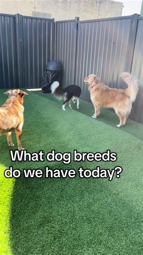 K9 Play Dog Daycare on TikTok