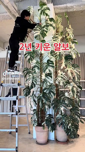 몬스테라 알보 컷팅 기술과 팁