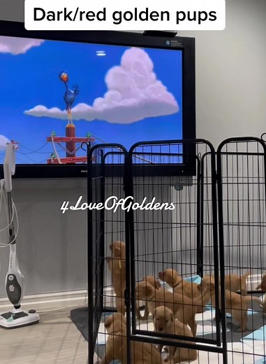 Adorable Dark/Red Golden Retriever Puppies for Sale in Camarillo