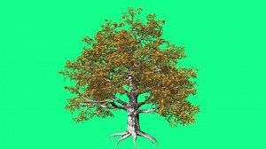 European Beech Chromakey Tree Chroma Key Stock Footage Video (100% Royalty-free) 12125096 | Shutterstock