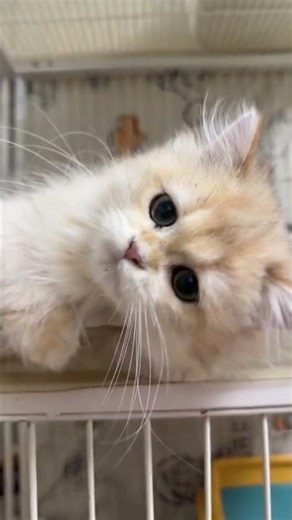 Chill Mode Activated: Kitty Relaxing