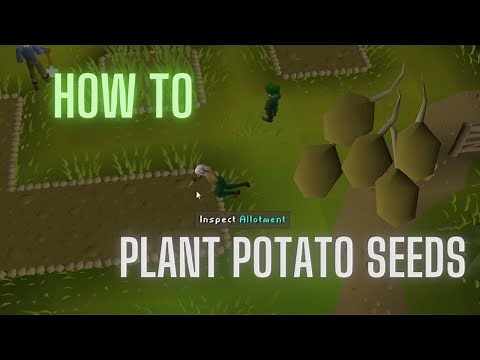 OSRS How to plant potato seeds