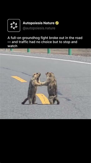 A full-on groundhog fight broke out in the road — and traffic had no choice but to stop and watch