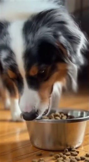 Tiny Bites, Big Head Bobs – Cutest Dog Ever