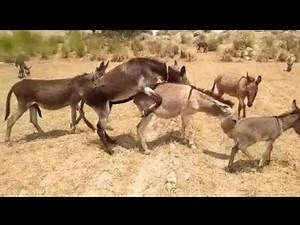 Donkey Meeting #Wildlife