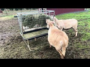Feeding pregnant ewes and examining them for lambing season