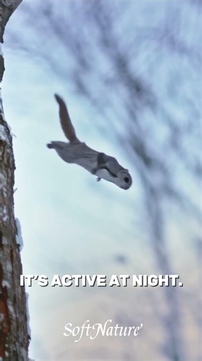 This Tiny Squirrel Can Fly… 🐿️😲