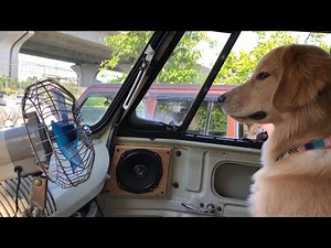 扇風機を止められると不機嫌になるジョイ