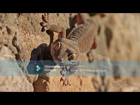 Chipkali Secrets! 5 Amazing Things About House Geckos