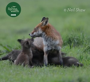 270K views · 4.6K reactions | How gorgeous are these fox cubs?!? 殺力  Neil Shaw #Springwatch  | BBC Springwatch | Facebook