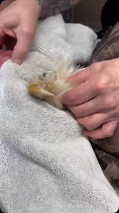2K views · 299 reactions | Intake exam on a Bald Eagle! 襁 Credit/debit card for both one-time and monthly giving - https://secure.qgiv.com/for/donateone-timerecurring 襁 PayPal - @waterfowlrescue 襁 Venmo - @cwrescue (phone is 9247) 襁 CashApp - $cwrescue 襁 Bill pay is always a good option with zero fees! 襁 Checks - CWR PO Box 1484 Indian Trail, NC 28079-1484 襁 In-kind supplies can be dropped at – 5403 Poplin Rd. Indian Trail, NC 28079 | Carolina Waterfowl Rescue | Facebook