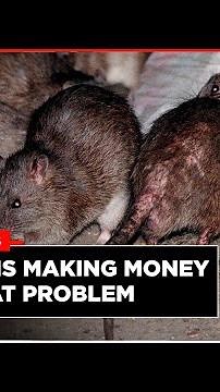 'Rat Tours': New York City Is Monetising Its Rat Problem; Here's How | Rat Menace NYC