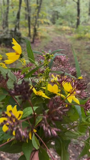 Need a weekend activity this October in Virginia? 🍂 Get out and hike — it’s free! Last month, a few friends and I tackled the Mt. Pleasant Loop in Amherst, Virginia. I think we covered about 7 miles, and even though it was a rainy Sunday, none of us regretted getting up early to enjoy that crisp, misty mountain air. The views of the Blue Ridge Mountains were absolutely breathtaking — rain and all. 🌧️⛰️ So here’s your reminder… get out and hike! | Christina Holmes, Keller Williams Realtor