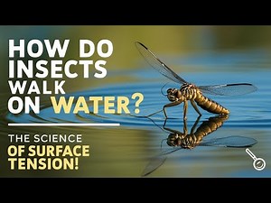 How Do Insects Walk on Water | The Science of Surface Tension Explained!"
