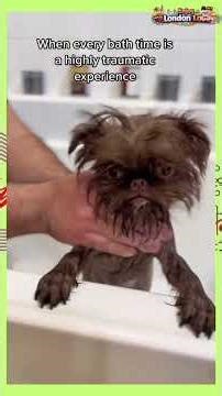 Dogs Bath Time Compilation 😂💦 You Won’t Believe Their Reactions!