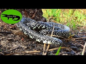 Rare Kingsnake has WHITE Speckles!