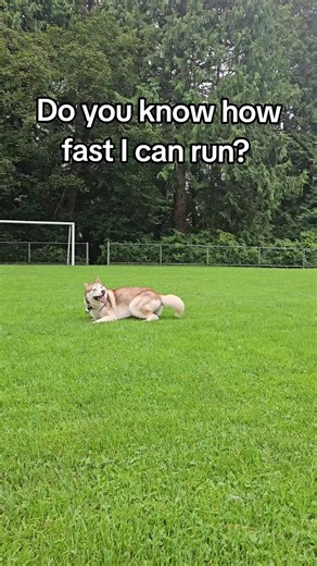 Did you know Huskies can run up to 28-30 miles per hour? This breed was born to race through the snow and cold, making them one of the fastest and most enduring sled dogs. 🐺❄️ #HuskyFacts #Speed #facts #dog #petsoftiktok #learnontiktok #run #fast #fastandfurious #husky #fyp #fyi #siberianhusky #vancouver #canada #dogsoftiktok #wolf #funnydog