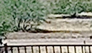 26K views · 217 reactions | NEW INFO ON HOMICIDE INVESTIGATION:...