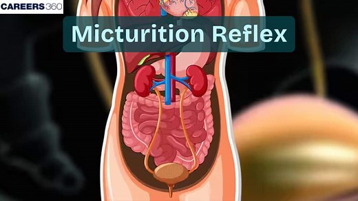 Micturition Reflex - Diagram and Process: Definition, Steps, Phases, Disorders