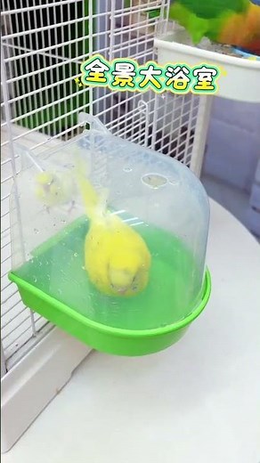Cute Parrots Playing Together 🦜💚 | Adorable Bird Moments #Shorts