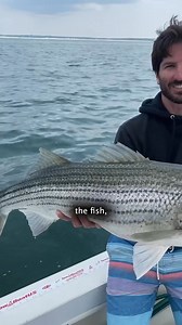 With Striper season nearly in full swing, heres a friendly reminder to take care of your fish if you plan on releasing it #fishing #capecod #boston #stripedbass #stripedbassfishing | Tackle2ThePeople