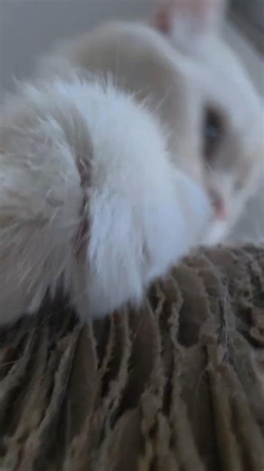 Cat Scratching🐱 #cat #cute #persian