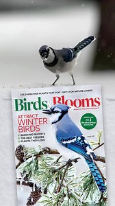 1M views · 10K reactions | Just $7 for 1 Year Subscription. 365 Days Risk Free, Money Back! | Birds & Blooms Magazine | Facebook