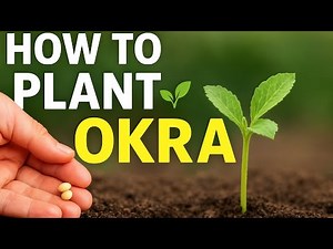 How to Plant Okra The Right Way: Step By Steps Guide