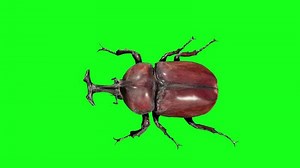 Download Beetle Insect Walk in Green Screen for free