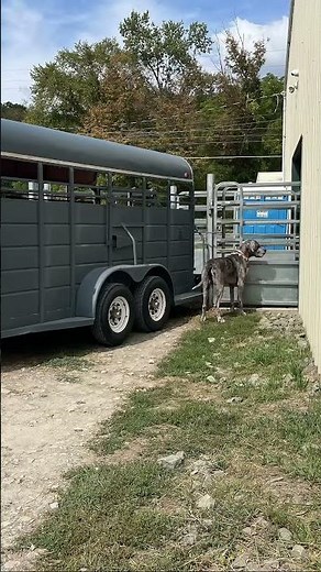 Wyalusing Livestock Market and Auction Rome, Pennsylvania 09-16-2025