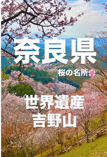 2025年まだまだ行ける！吉野山の桜！🌸一生懸命歩いた先に絶景が広がっていました😎2025.4.10 #fyp #fxy #吉野山の桜 #吉野山観光 #自然界隈#自然 #桜#山登り #お花見 #奈良県 #大学生 #ドライブ #春休み #旅行 #世界遺産