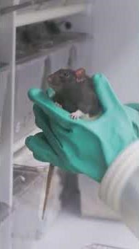 Research Animals: Handle Animals with Care