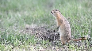 Screaming Gopher Ground Squirrel Stock Footage Video (100% Royalty-free) 10114364 | Shutterstock