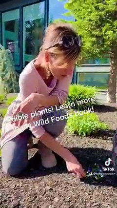 Edible plants are everywhere! Learn more in my book: “The Forager’s Guide to Wild Foods: Edible Plants, Lichens, Mushrooms, & Seaweeds”. Recipes, ID, harvesting, & loads of color photos. Link in bio - see quicklinks! 🍄🌿💕 Already have it? Drop a ❤️! . . . #wildfoods #foraging #author #nicoleapelian #nicolesapothecary #apothecary #herbalist #aloneshow #seaweeds #seaweed #edibleplants #ediblemushrooms #wildmushrooms #recipes #cookbook #eattheworld #eattheweeds #wildgreens #edibleflowers #violets
