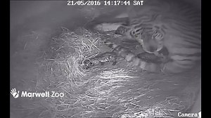 ***TIGER CUBS ALERT*** We are delighted to announce that on Saturday May 21st Amur tiger Milla gave birth to triplets in the privacy of her den. Mum and cubs are doing really well but will stay behind the scenes until they are fully vaccinated and it’s safe for them to venture out into their paddock. Guests will be able to see video footage of our tiny tigers on screen at the tiger exhibit. This will be regularly updated until they make their debut in the summer holidays. ENJOY! | Marwell Wildli
