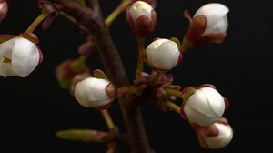 Spring Cherry Blossom Time-lapse: Up Close & Stock Footage SBV-334208157 - Storyblocks