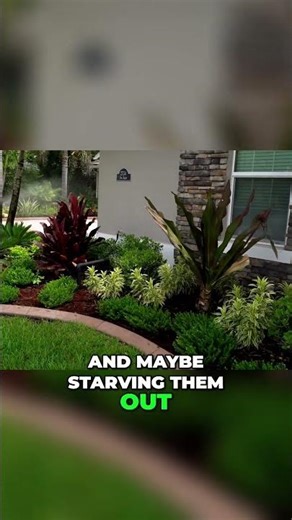 Grow Luscious CORDYLINES with These Pro Tips? #shorts